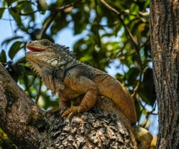 El Parque de las Iguanas en el corazón de Guayaquil